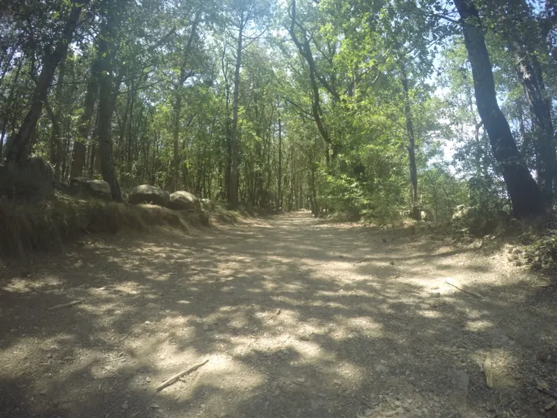 Camí ample dins el bosc de roures de La Carral